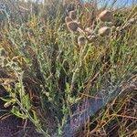 Image result for Nidorella aegyptiaca