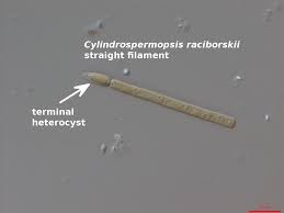 Image result for Cylindropsis