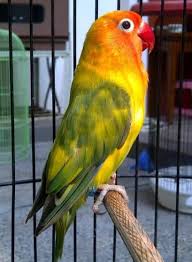 Check spelling or type a new query. Daftar Harga Burung Lovebird Terbaru September 2020 Lengkap