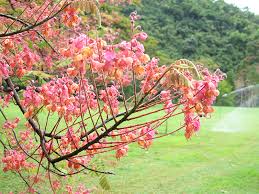 Image result for Cassia angolensis