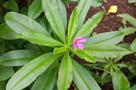 Check spelling or type a new query. Jenis Tanaman Herbal Untuk Atasi Diabetes Ini Wajib Anda Tanam Pertanianku
