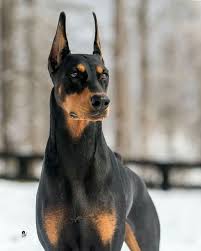 Adopting a doberman pinscher will cost anywhere between $50 to $300 in adoption fees, depending on the requirements of the specific shelter or rescue. 14 Doberman Pinscher Puppies For Sale Ideas Doberman Pinscher Puppy Doberman Pinscher Dog Doberman Pinscher