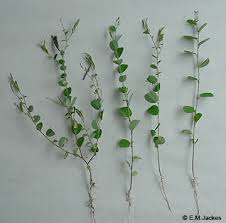 Image result for Alysicarpus