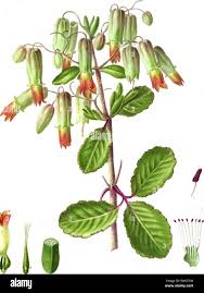 Image result for Bryophyllum