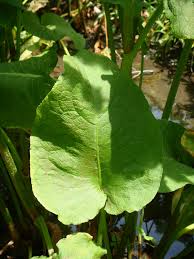 Image result for Rumex nepalensis