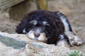 Browse aussiedoodle puppies for sale from 5 star breeders with uptown puppies. Splfuv2wano7sm