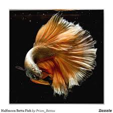 Jean suriel‏подлинная учетная запись @jeansuriel 13 сент. Halfmoon Betta Fish Photo Print Zazzle Com In 2020 Betta Fish Halfmoon Betta Betta