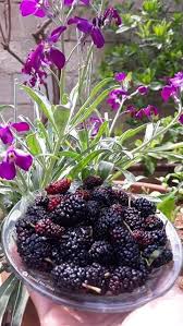 pin by mohammed al harbi on صور fruit blackberry food