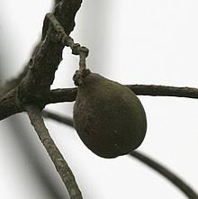 Image result for Terminalia brachystemma ×  sericea