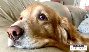 What can i give a dog for upset stomach. What To Do If Your Dog Gets Diarrhea Steves Real Food