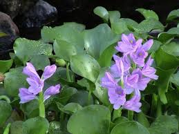 Selain itu teratai juga bisa bantu mengurangi alga di dalam kolam. 5 Tanaman Air Hias Yang Cantik Untuk Kolam Tanaman Hias