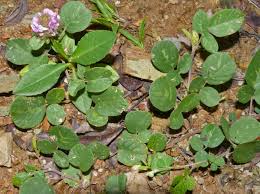 Image result for Uraria