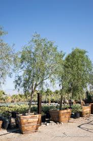 Image result for Acacia