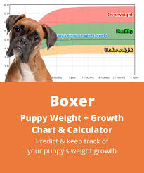 Anyway, we are getting an 8 week old puppy in a couple weeks. Boxer Weight Growth Chart 2021 How Heavy Will My Boxer Weigh The Goody Pet