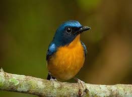 Suara burung flamboyan terbaru gratis dan mudah dinikmati. 13 Jenis Burung Tledekan Yang Wajib Diketahui Luar Biasa