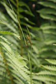 Image result for Scleria mikawana