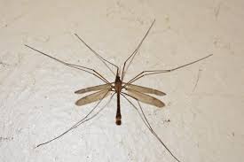After all, mosquitoes are tiny and they can squeeze through small cracks/crevices without any. Crane Flies Mosquito Hawks Are They Harmful How To Get Rid Of Them