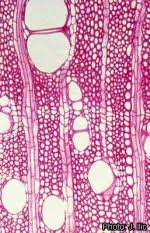 Image result for Premna angolensis