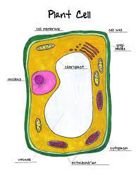 Plants cells are usually eukaryotic. Biology Sehrena Hull