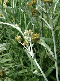 Image result for Pseudognaphalium oligandrum