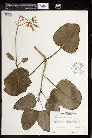 Image result for Kalanchoe hametiorum