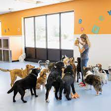 Instead of taking your pet to a boarding kennel where they spend their lonely day in a cage or crate or all day alone at home waiting for the sitter, bring your pet to auntie linda's where they have interaction with me and other pets (as appropriate) and the comfort of a home environment. Dog Boarding Near Me Archives Worldride2016