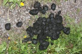 Image result for marten poop