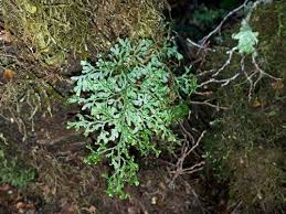 Image result for Hymenophyllum capense