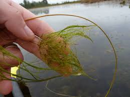 Image result for Eleocharis confervoides
