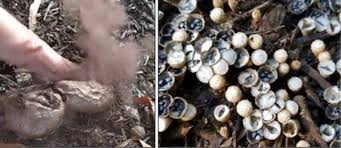 Our knowledgeable staff can help you pick out the product you need for your project by explaining what product best fits your situation. Mushrooms And Mulch Fun Guys Lifestyles Somerset Kentucky Com