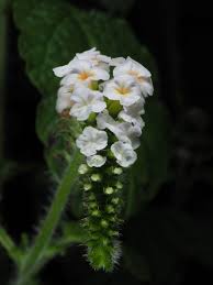 Image result for Heliotropium indicum