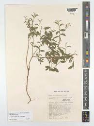 Image result for Microcharis