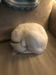 We deliver quality care to your pets with a focus on personal service and. Vca All Pets Animal Hospital 15 Photos 27 Reviews Veterinarians 9308 Perkins Rd Baton Rouge La Phone Number Yelp