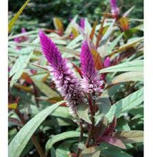 Flamingo Feather Purple Celosia Flower Seeds Flower Seeds Plants Celosia Flower