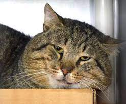 Maybe you would like to learn more about one of these? Neighborhood Cats Find Low Cost Spay Neuter