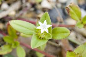 Image result for Richardia scabra