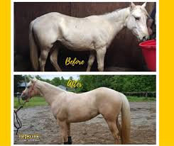 Look What 4 Months Of Tribute S Growth Did For This Yearling Thank You For Sharing Julie Pahl Slemp Equine Nutrition Yearling Equines