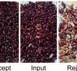 White Red Kidney Beans Color Sorter Kidney Bean Sorting ...