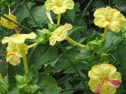 This A Photo Of Yellow Four O Clock Mirabilis Jalapa Flowers Growing In Kevin Donahoe S Yard Four O Clock Flowers Clock Flower Four O Clock Patio Garden