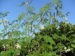 10 Health Benefits Of Drumstick Plant Moringa Moringa Benefits Plants