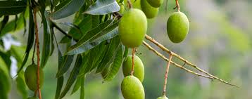 Maybe you would like to learn more about one of these? Best Fertilizers For Tropical Fruits Flowers Palms Living Color
