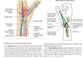 Check spelling or type a new query. Snuffbox Anatomy Anatomy Drawing Diagram