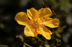 Image result for Hypericum quartinianum