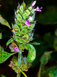 Image result for Dicliptera clinopodia