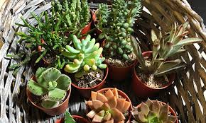 Maybe you would like to learn more about one of these? Succulent Cactus Malaysia