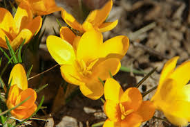 Scegli il fiore perfetto per il tuo giardino e per il tuo terrazzo : Crocus Cura E Caratteristiche Di Questa Pianta