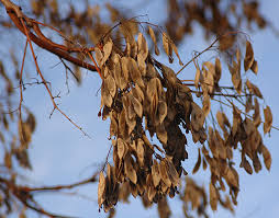 Image result for Ailanthus