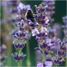 Image result for Lavandula angustifolia Vera