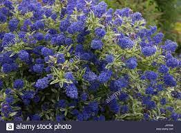 Check spelling or type a new query. Ceanothus Lemon And Lime Beechmount Garden Centre