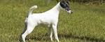 Smooth Fox Terrier - Wikipedia